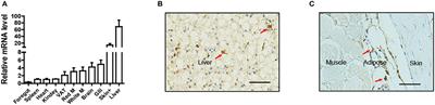 Leptin Selectively Regulates Nutrients Metabolism in Nile Tilapia Fed on High Carbohydrate or High Fat Diet